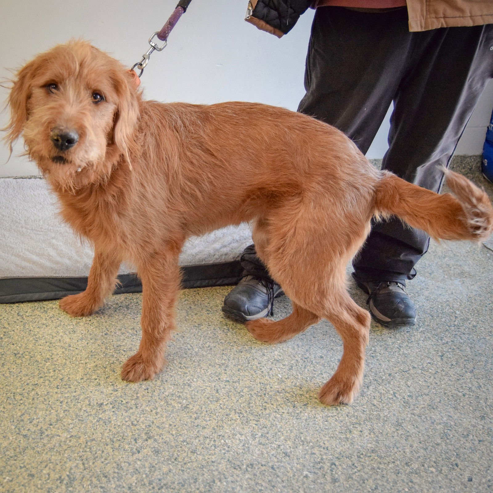 MOOSEY - Wheaten Terrier / Poodle (unknown type) available for adoption