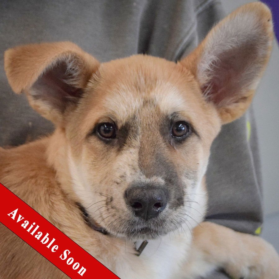 ROBINSON - German Shepherd Dog / Catahoula Leopard Dog available for adoption