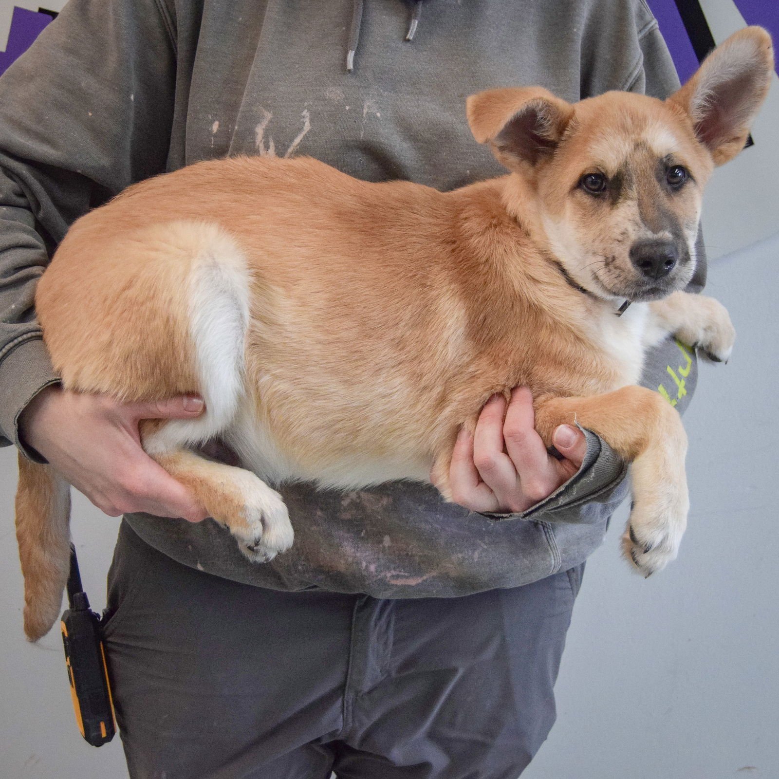 ROBINSON - German Shepherd Dog / Catahoula Leopard Dog available for adoption