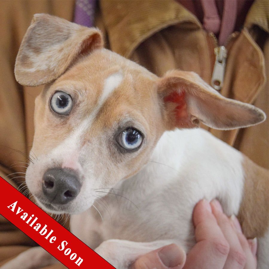 DANDELION - Italian Greyhound / Chinese Crested-Hairless available for adoption