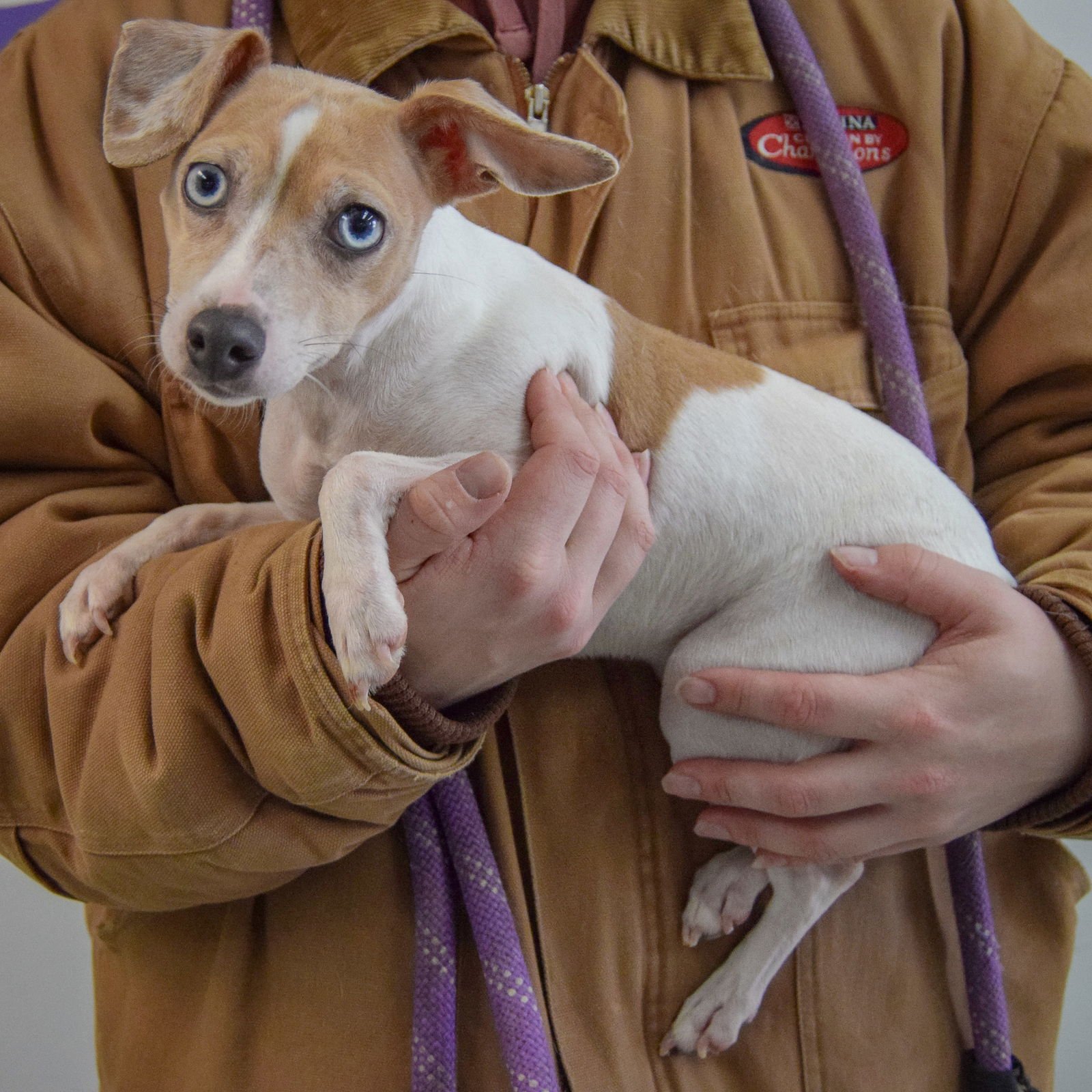 DANDELION - Italian Greyhound / Chinese Crested-Hairless available for adoption