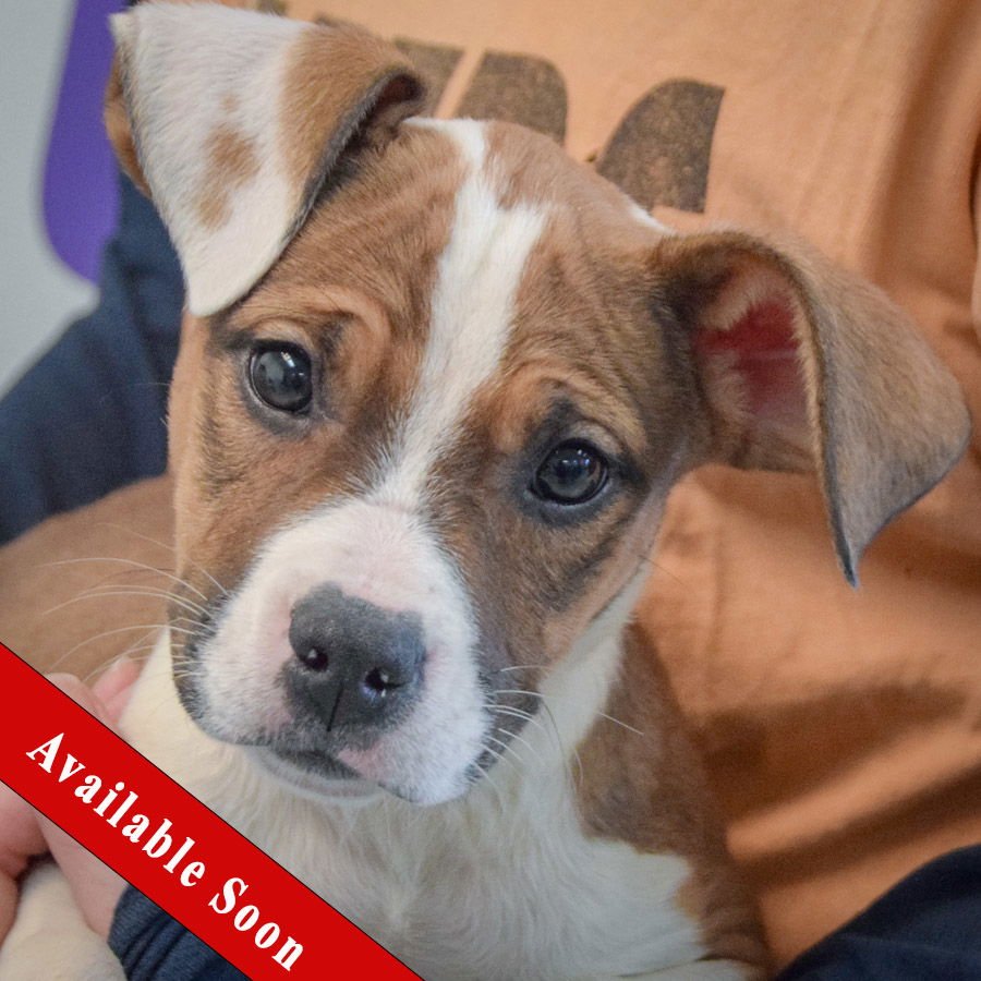 PUDDIN - Boxer / American Staffordshire Terrier available for adoption