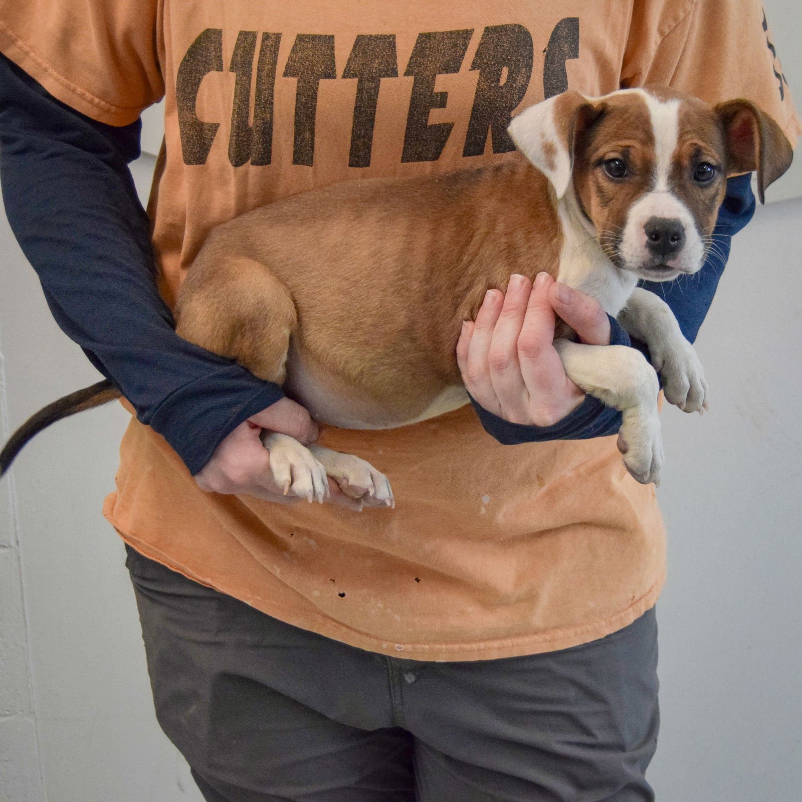 PUDDIN - Boxer / American Staffordshire Terrier available for adoption