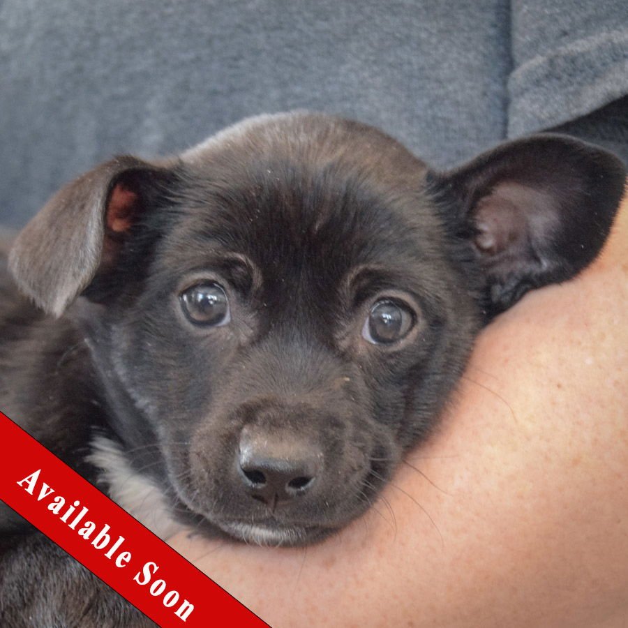 MAYO - Chihuahua / Miniature Pinscher available for adoption
