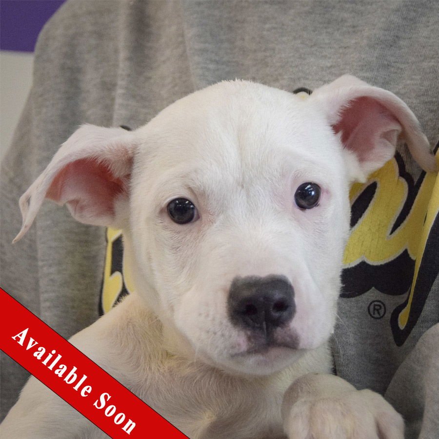 BULLSEYE - American Staffordshire Terrier / American Bulldog available for adoption