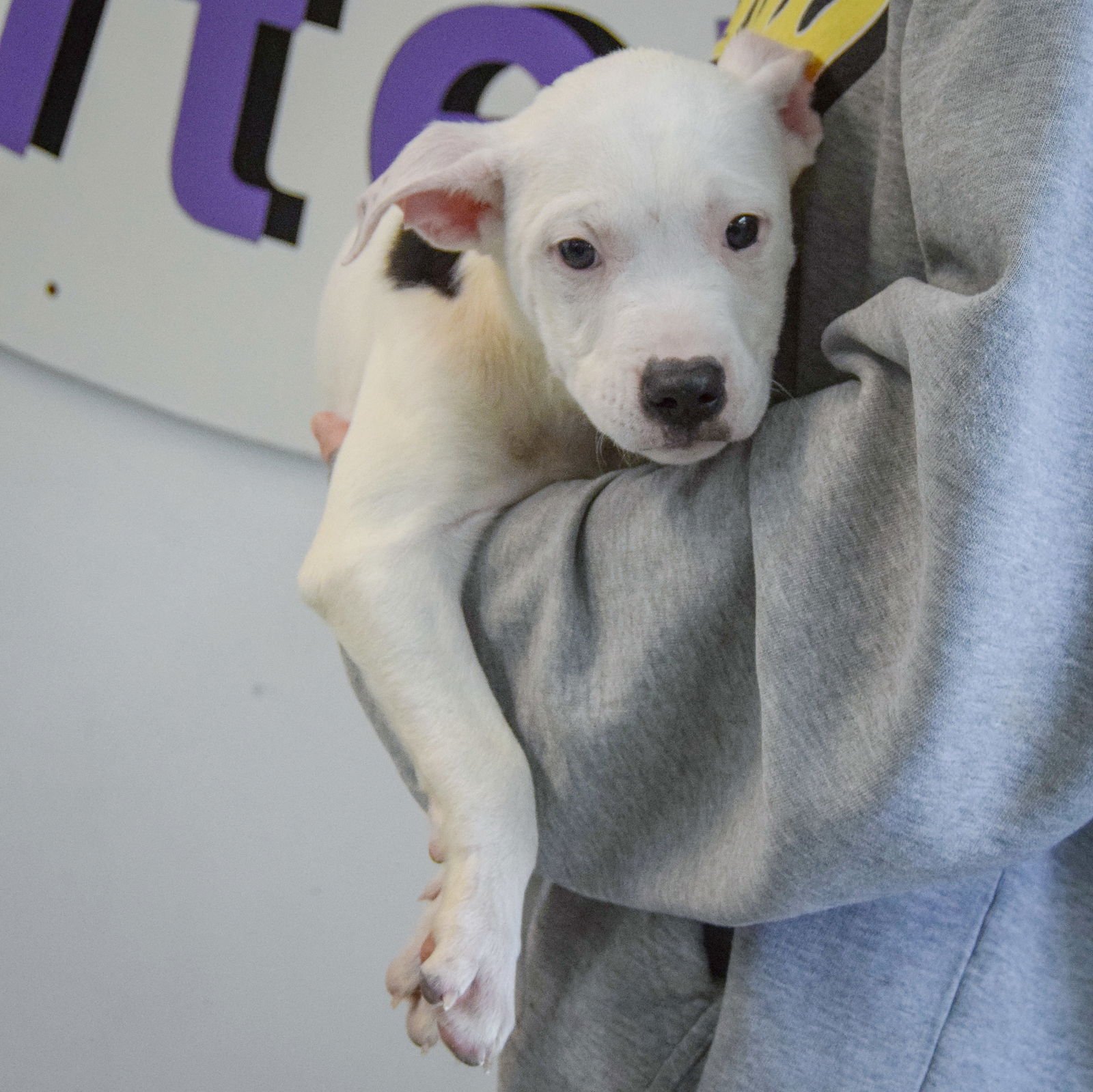 BULLSEYE - American Staffordshire Terrier / American Bulldog available for adoption