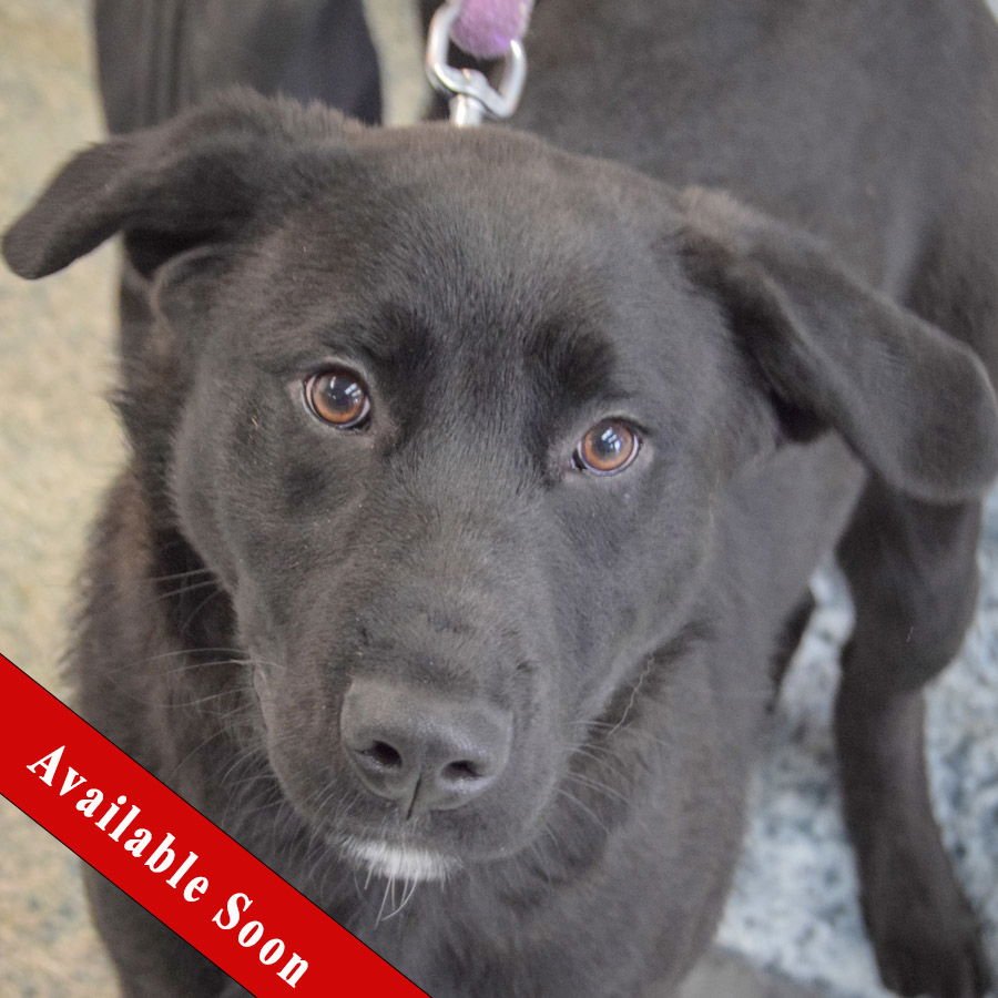 PRINCE - Rottweiler / Black Labrador Retriever available for adoption