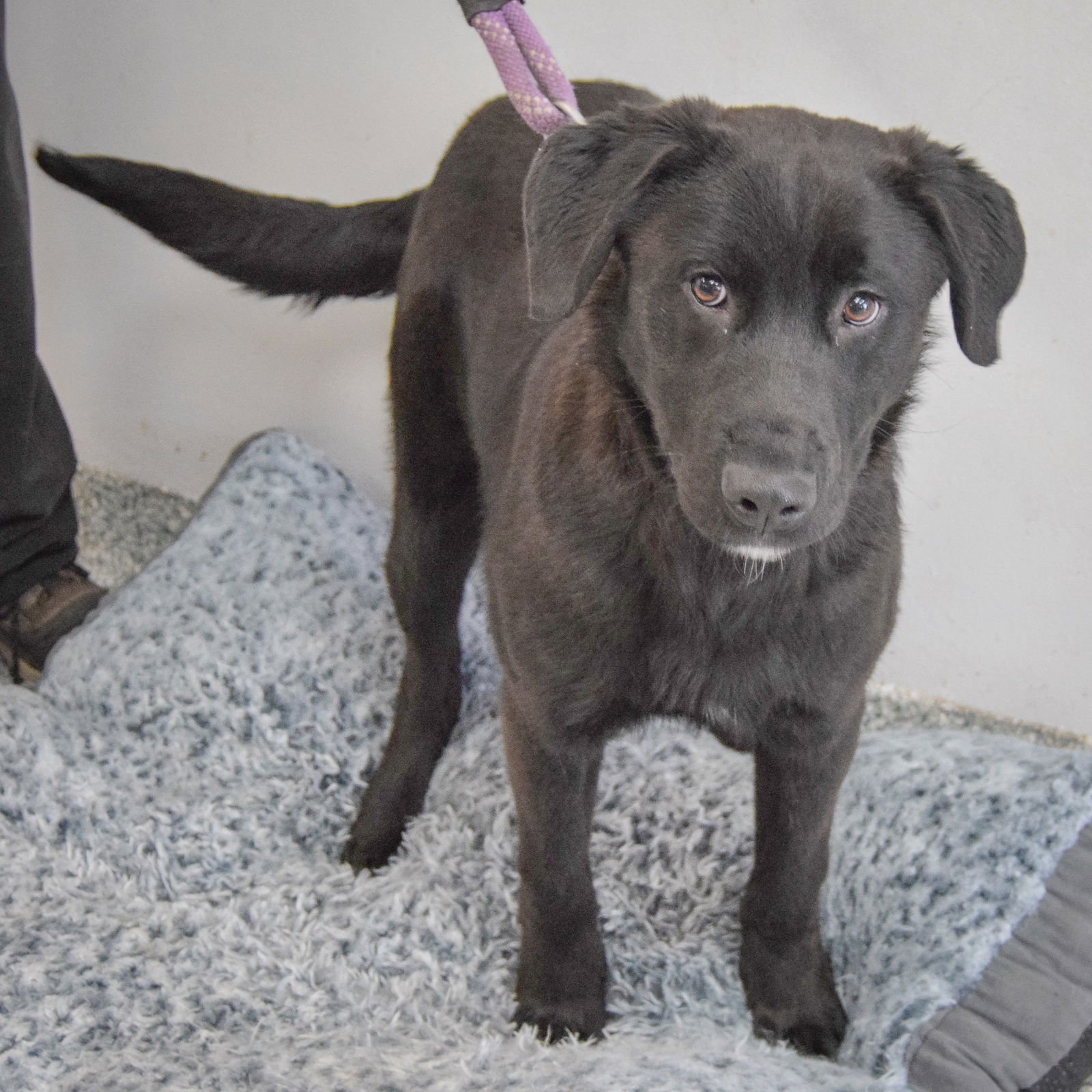 PRINCE - Rottweiler / Black Labrador Retriever available for adoption