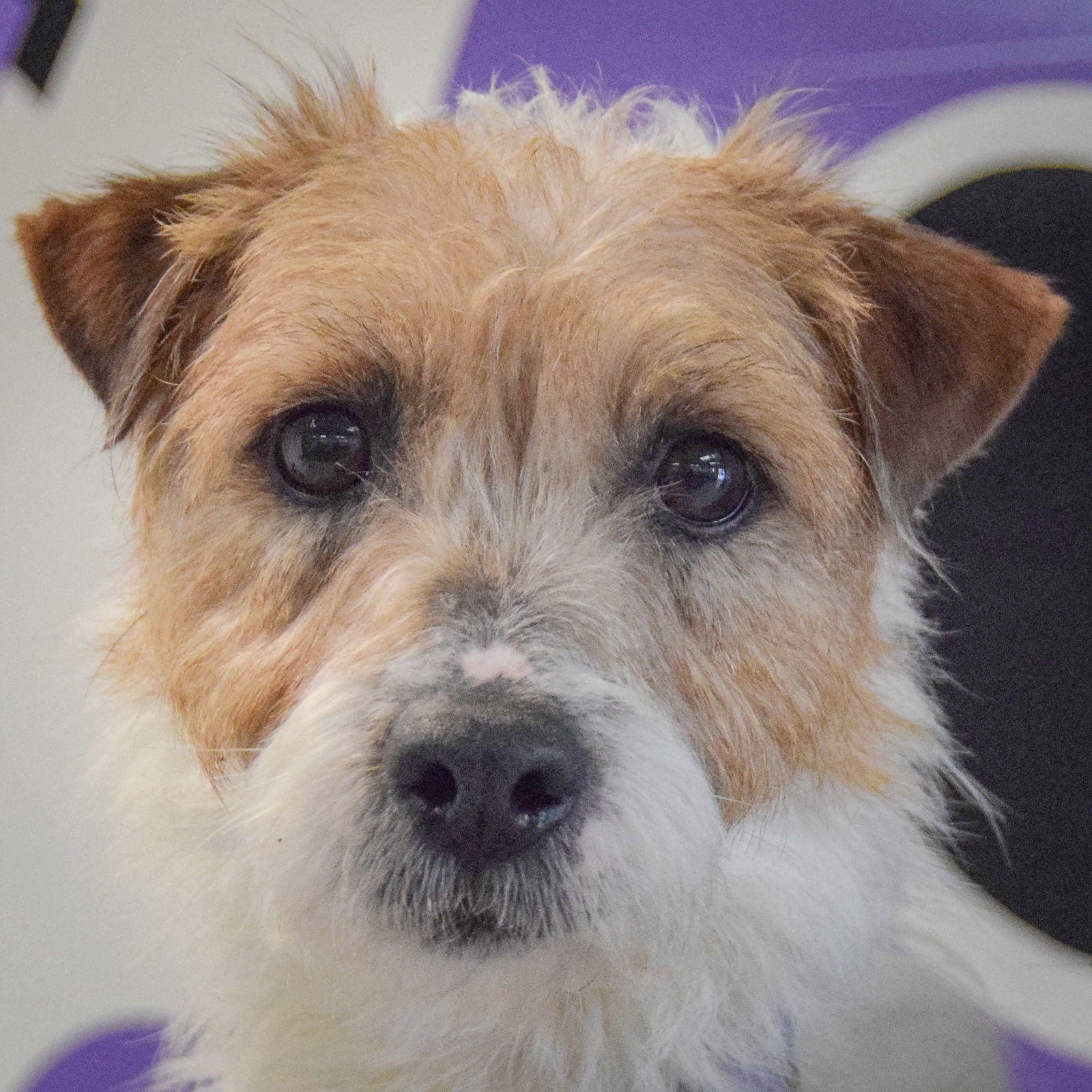IAN - Jack Russell Terrier / Wirehaired Fox Terrier available for adoption