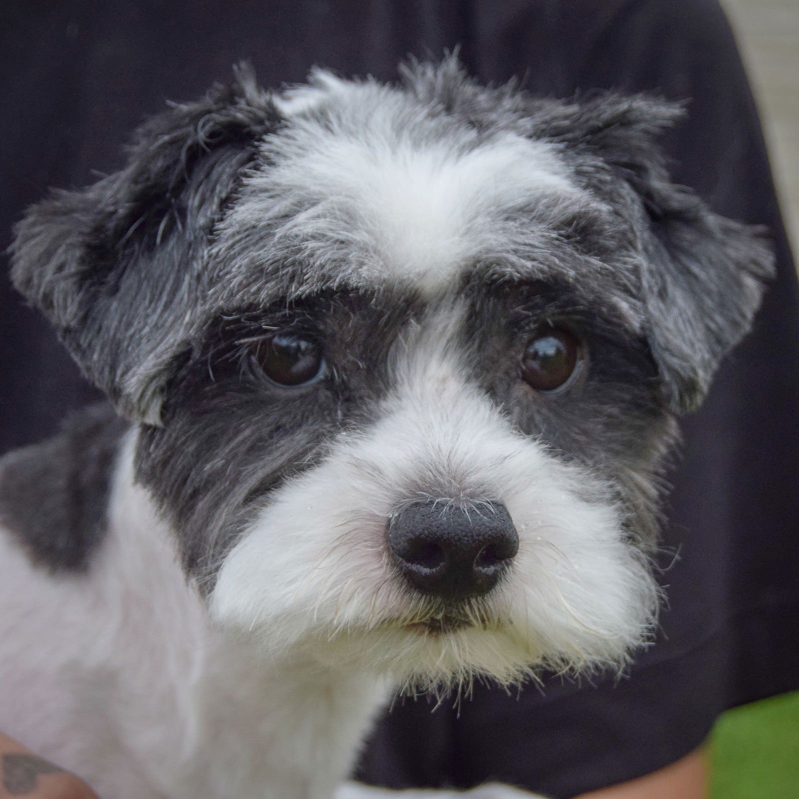 FRED - Poodle (unknown type) / Shih Tzu available for adoption