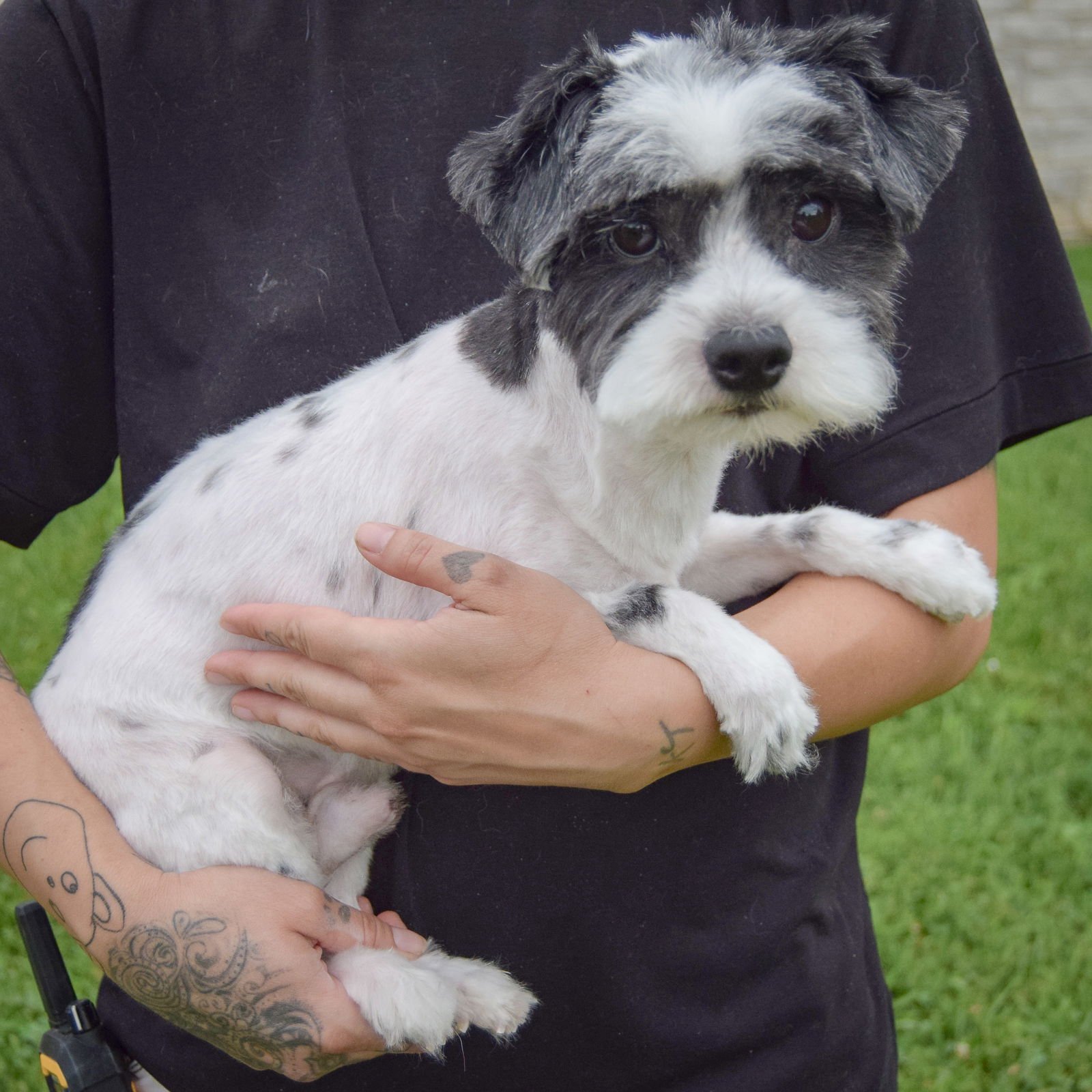 FRED - Poodle (unknown type) / Shih Tzu available for adoption