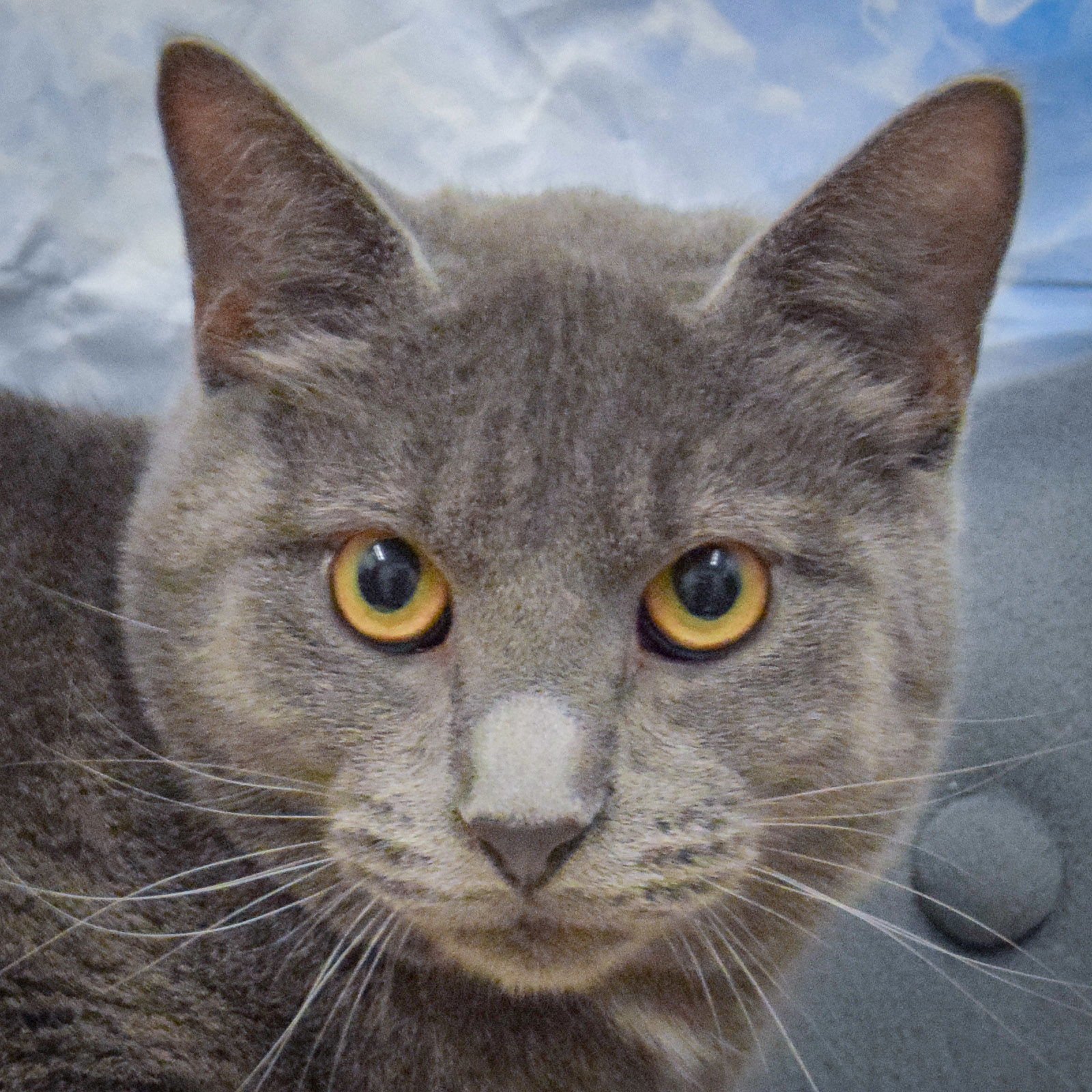 VINNIE - Russian Blue / Domestic Short Hair available for adoption