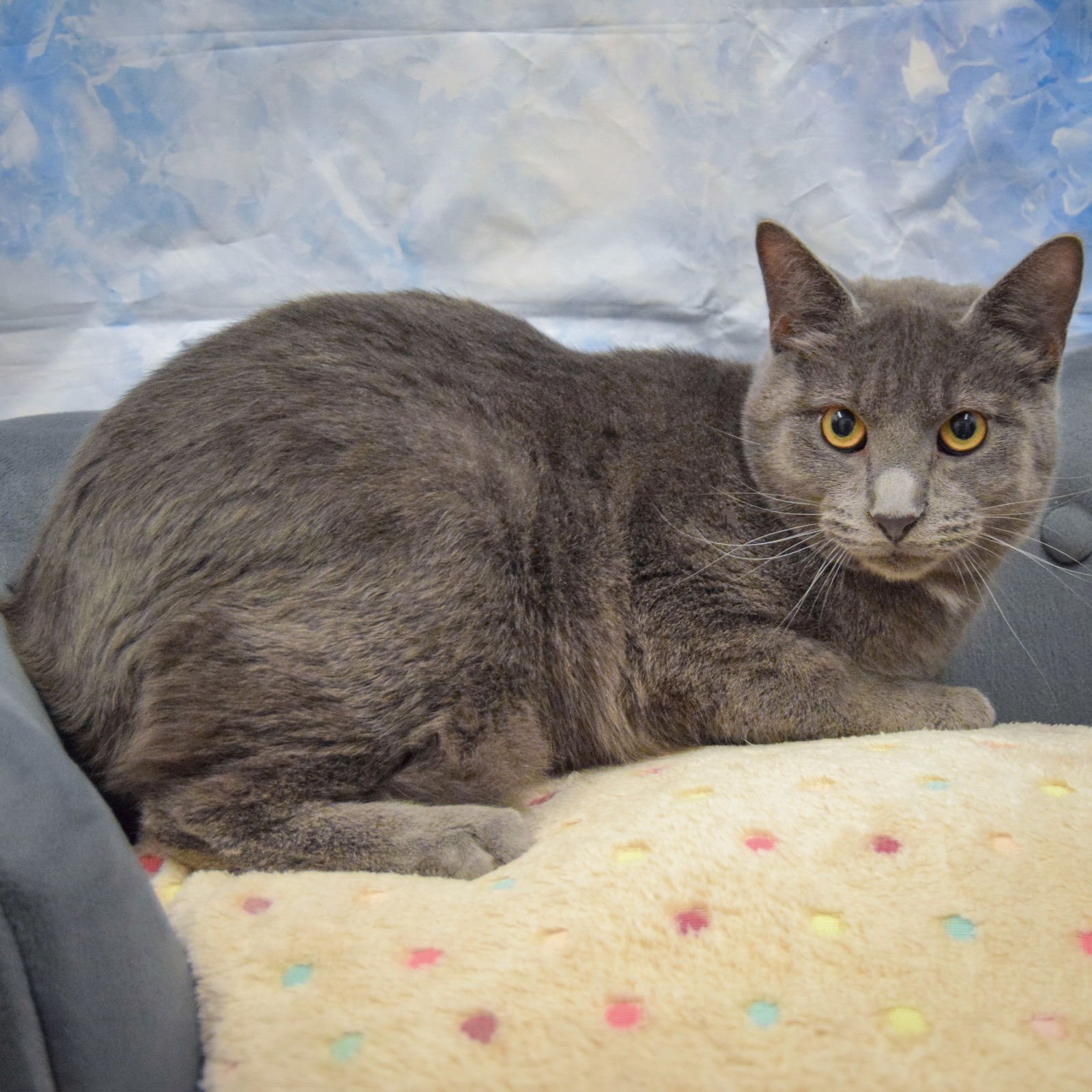 VINNIE - Russian Blue / Domestic Short Hair available for adoption