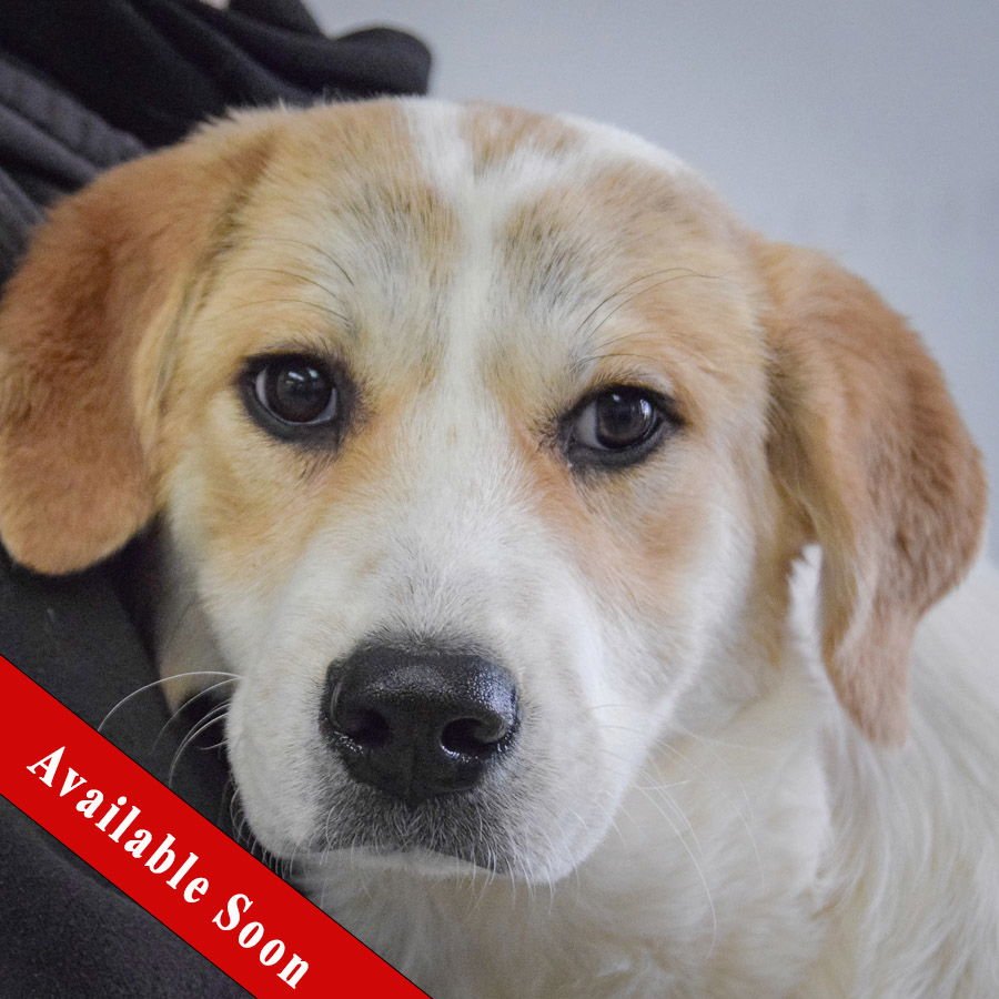 TEMPERANCE - Great Pyrenees / Labrador Retriever available for adoption