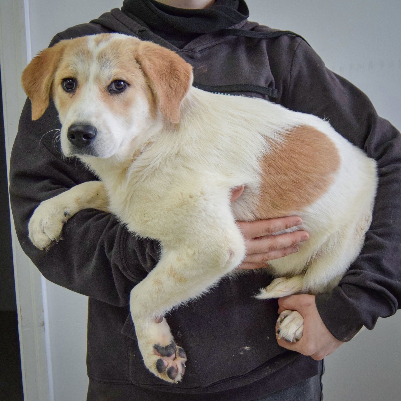 TEMPERANCE - Great Pyrenees / Labrador Retriever available for adoption