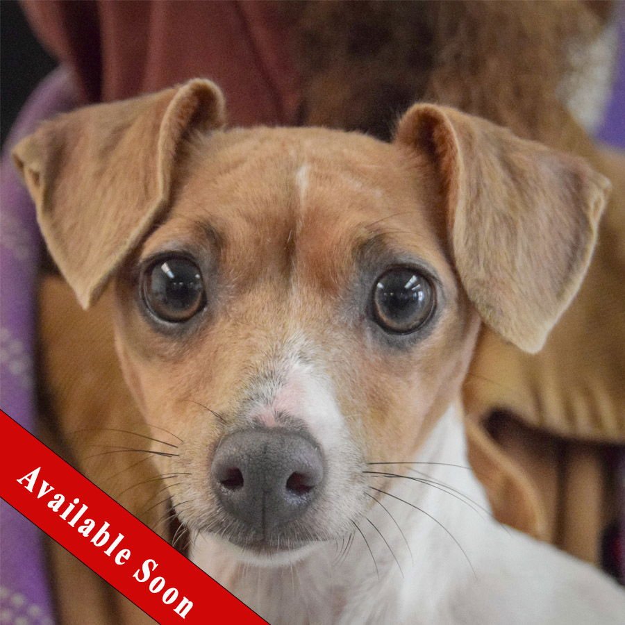 CINNAMON STIX - Italian Greyhound / Chinese Crested-Hairless available for adoption