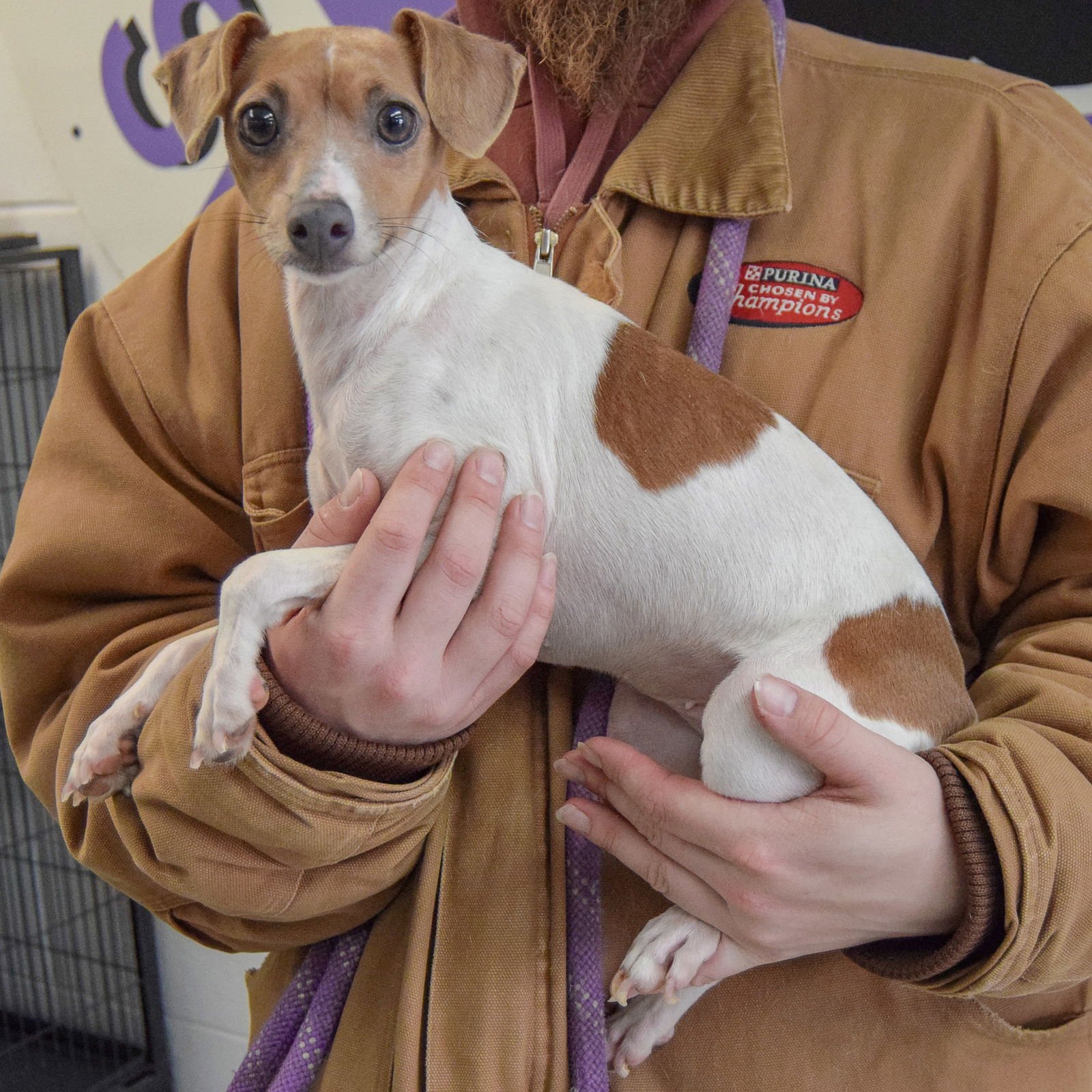 CINNAMON STIX - Italian Greyhound / Chinese Crested-Hairless available for adoption