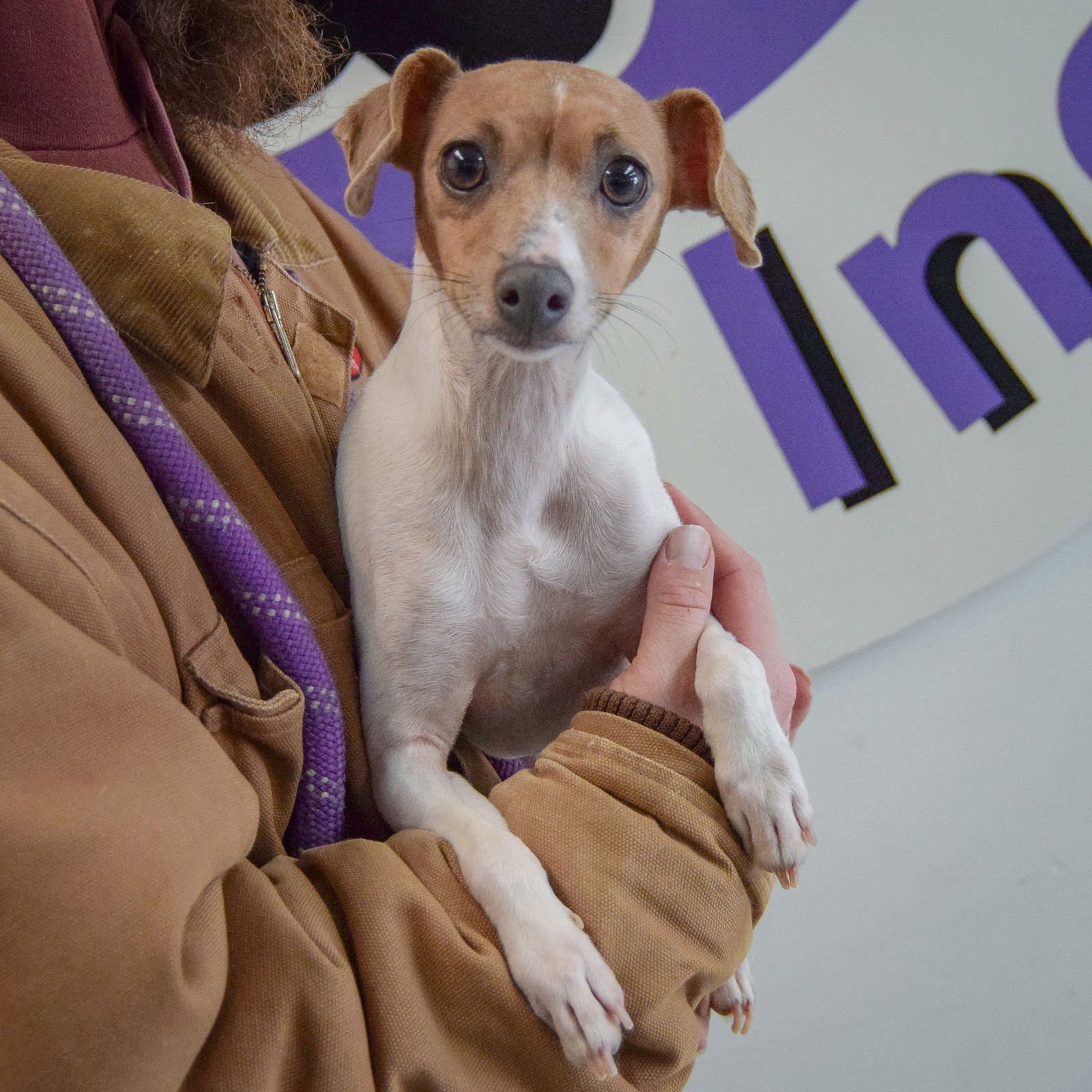 Cinnamon Stix - Photo 3