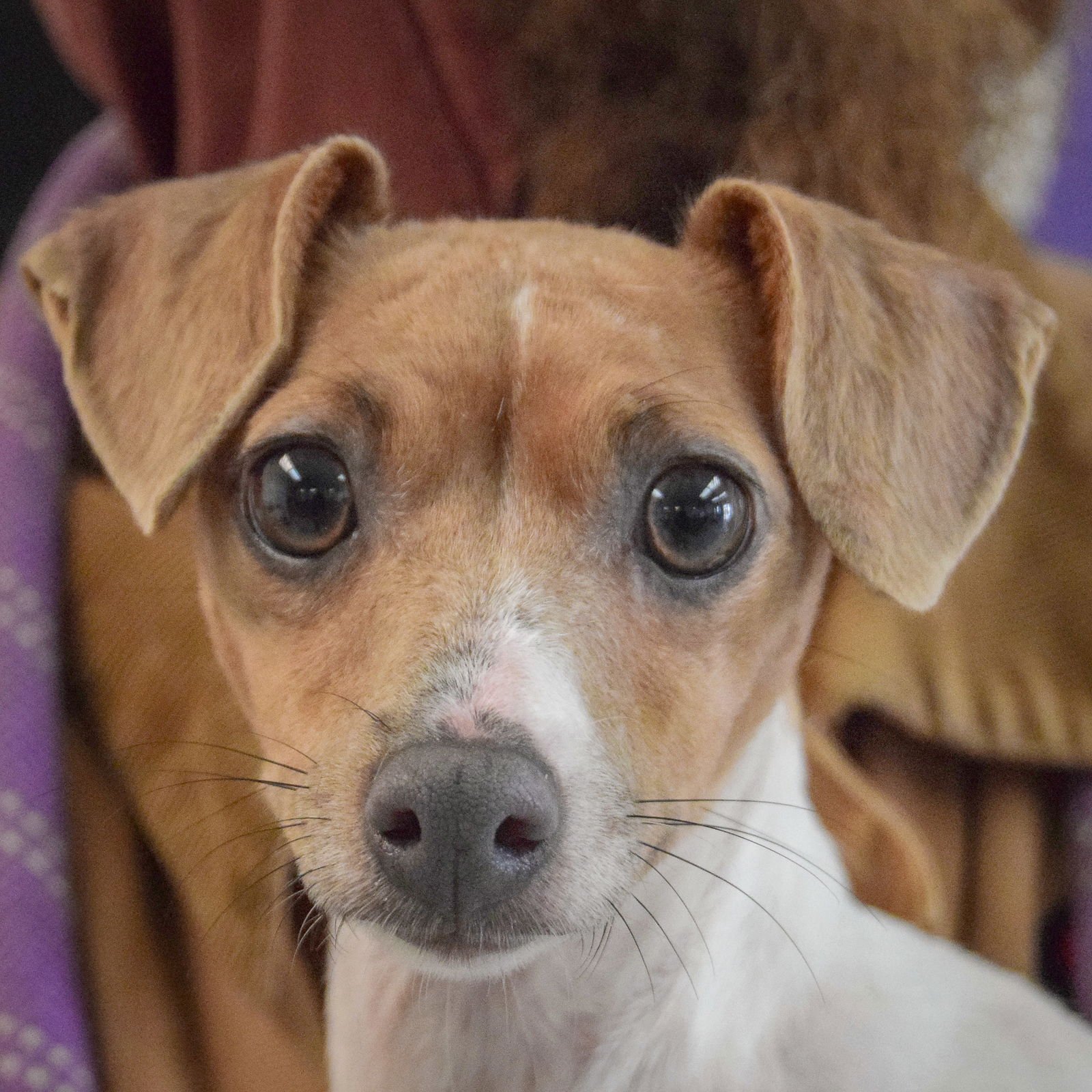 Cinnamon Stix - Photo 6