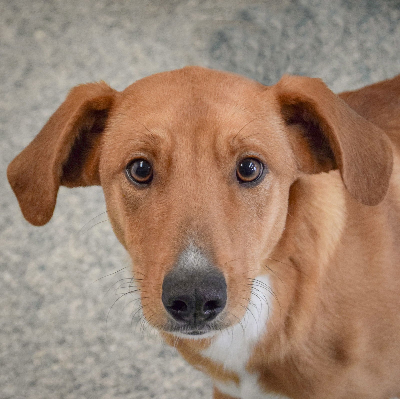 RED - Collie / Redbone Coonhound available for adoption