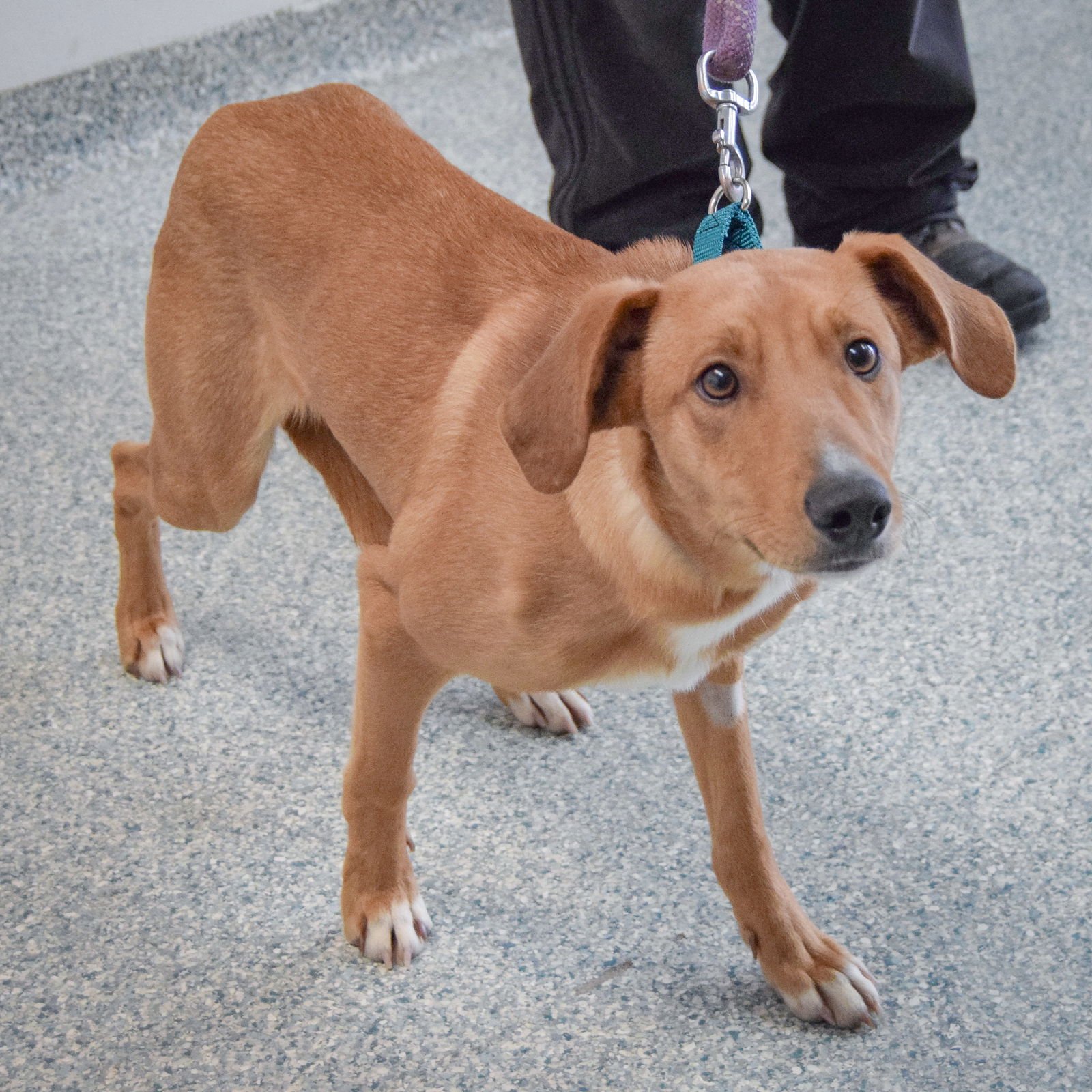 RED - Collie / Redbone Coonhound available for adoption