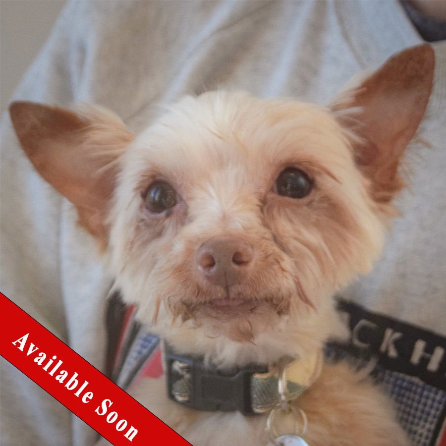 REESE - Yorkshire Terrier Yorkie available for adoption