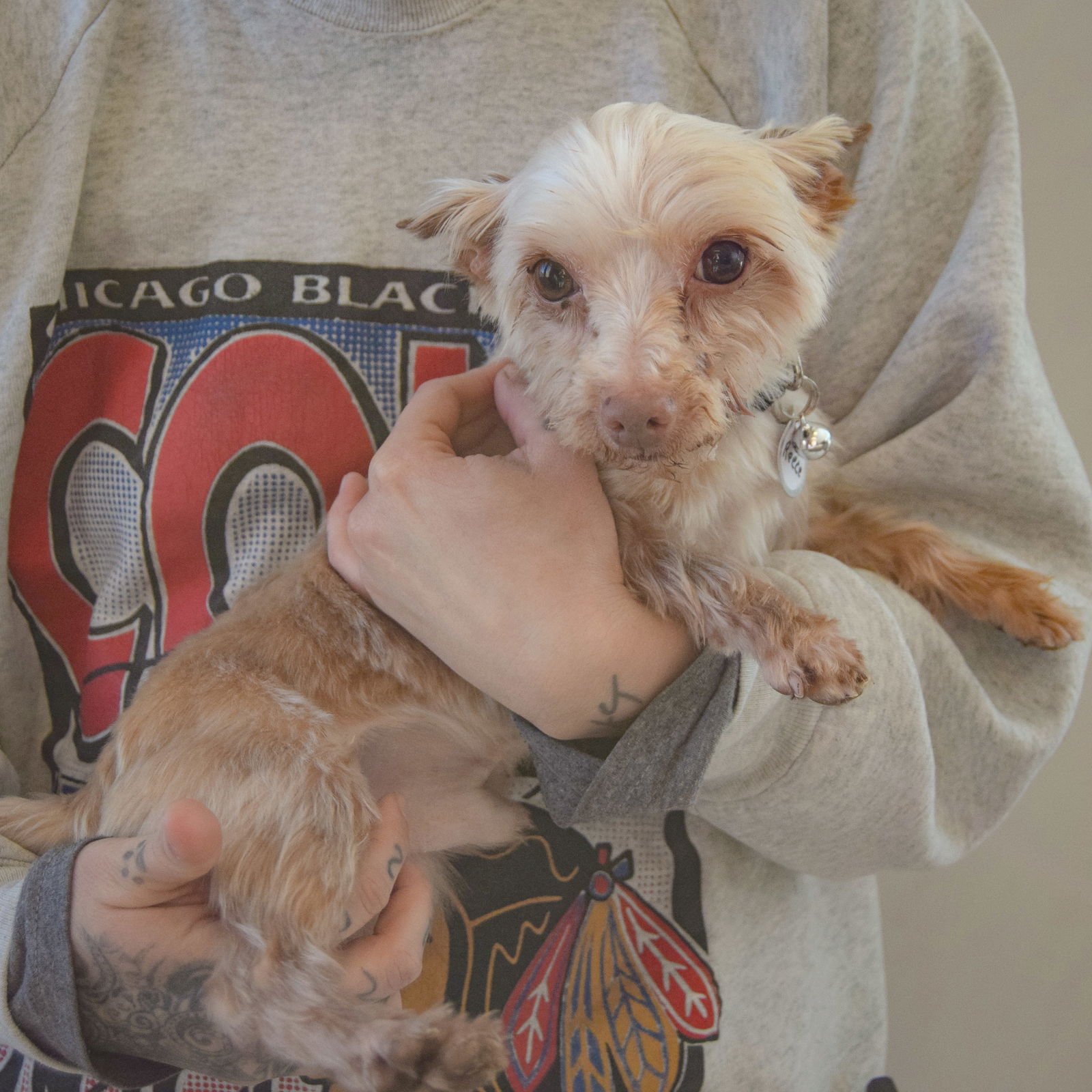 REESE - Yorkshire Terrier Yorkie available for adoption