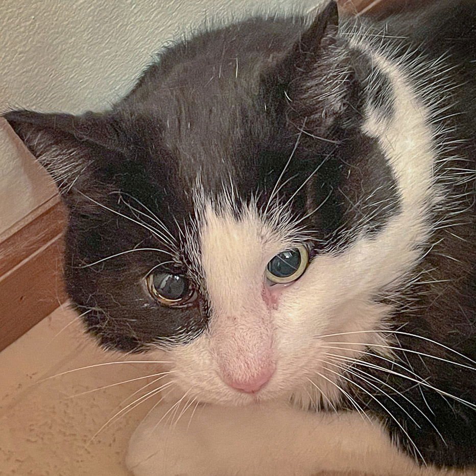 MARVIN - Tuxedo / Domestic Short Hair available for adoption