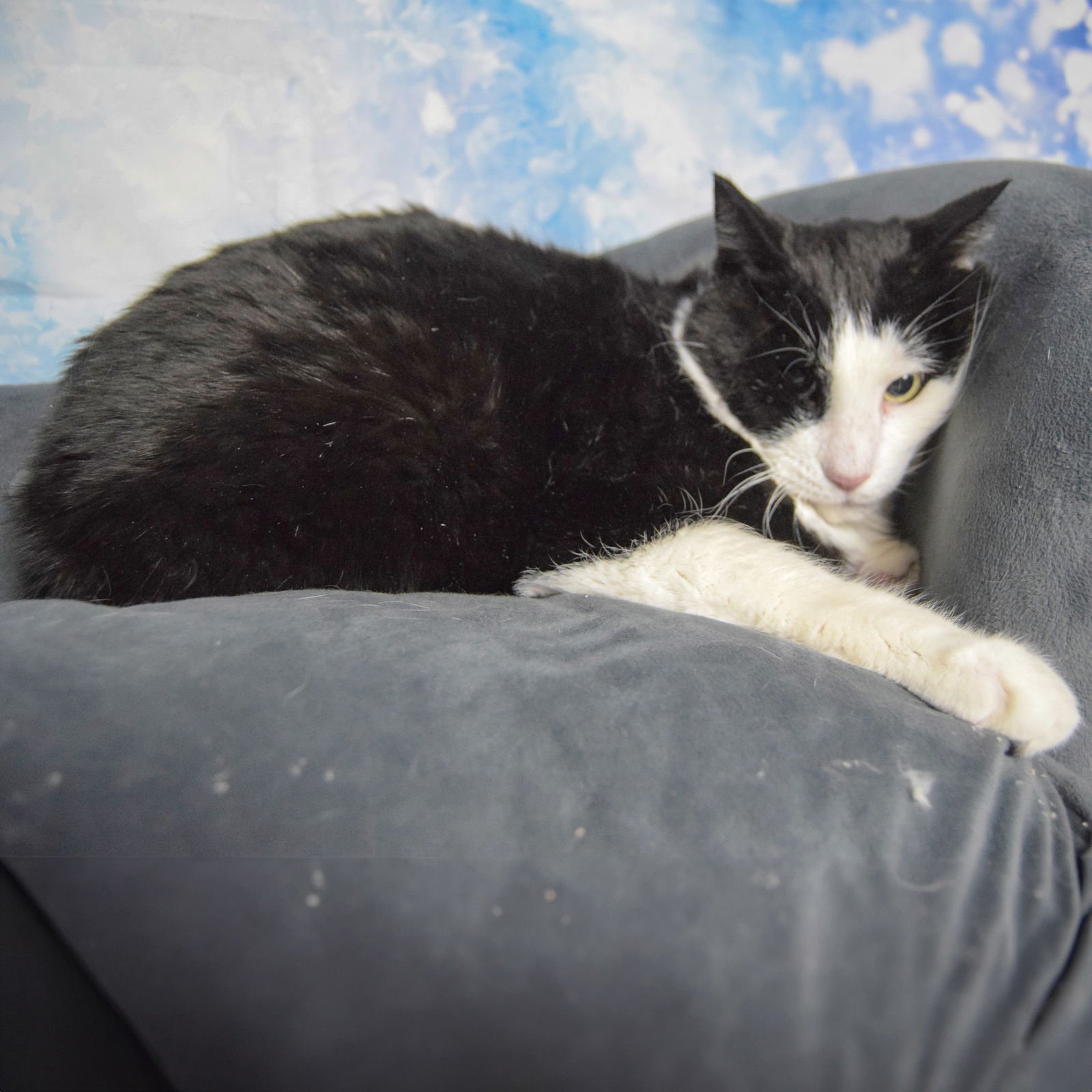 MARVIN - Tuxedo / Domestic Short Hair available for adoption