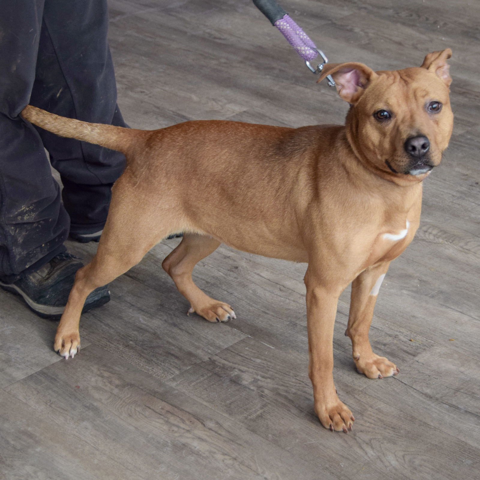 BAILEY - American Staffordshire Terrier / Boxer available for adoption