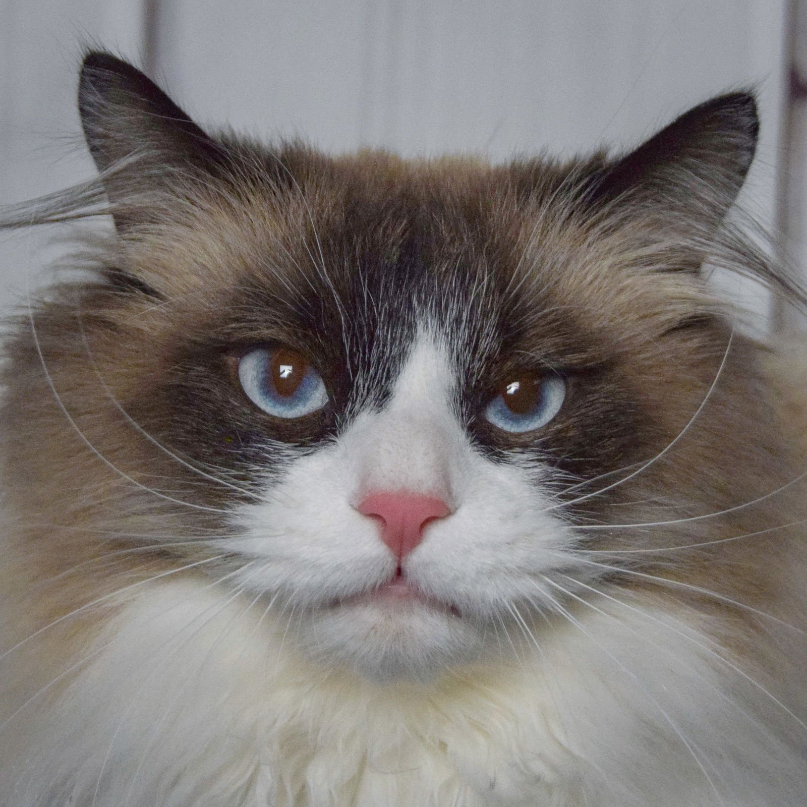 LOUIE - Ragdoll / Domestic Long Hair available for adoption