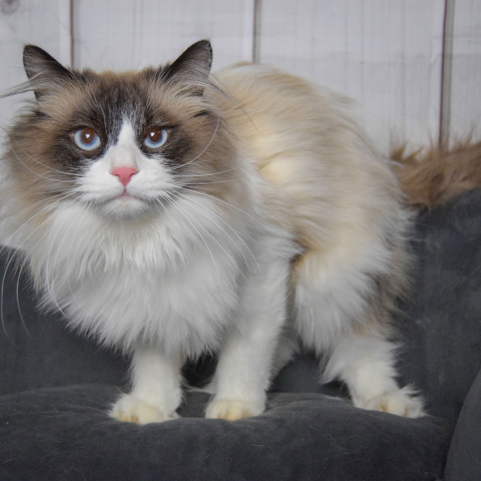 LOUIE - Ragdoll / Domestic Long Hair available for adoption
