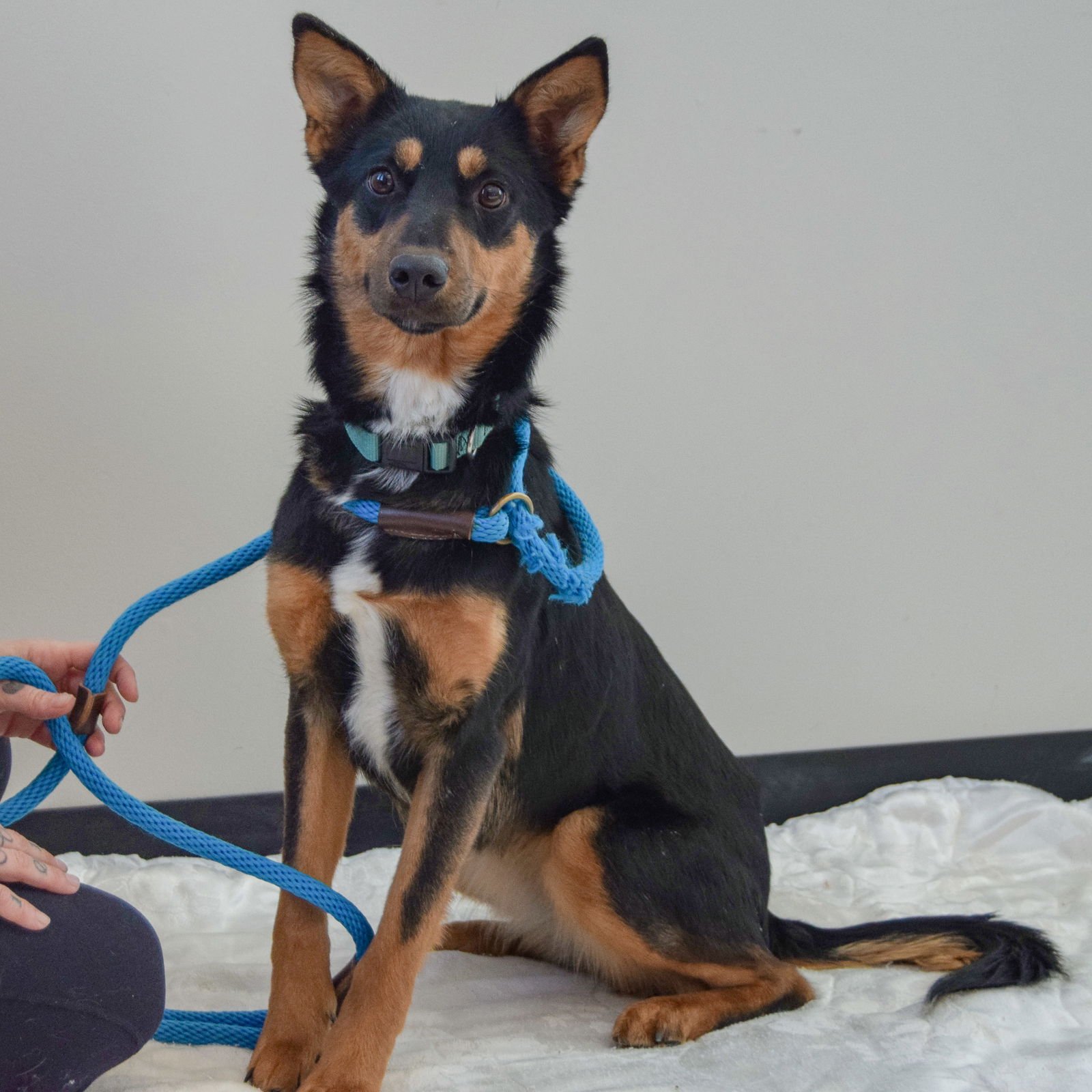 FOXY LADY - German Shepherd Dog / Australian Kelpie available for adoption