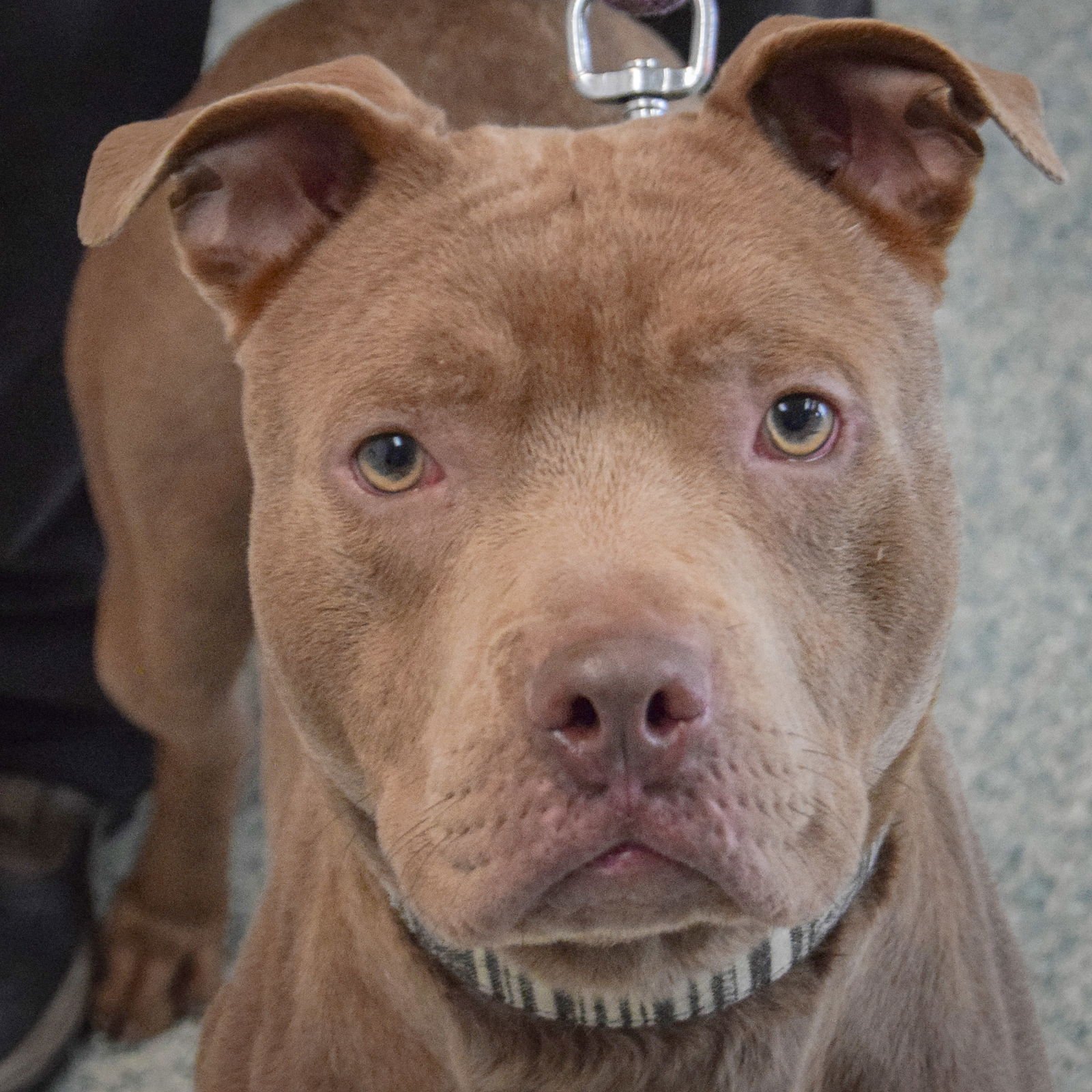 STANLEY - American Staffordshire Terrier / Shar Pei available for adoption