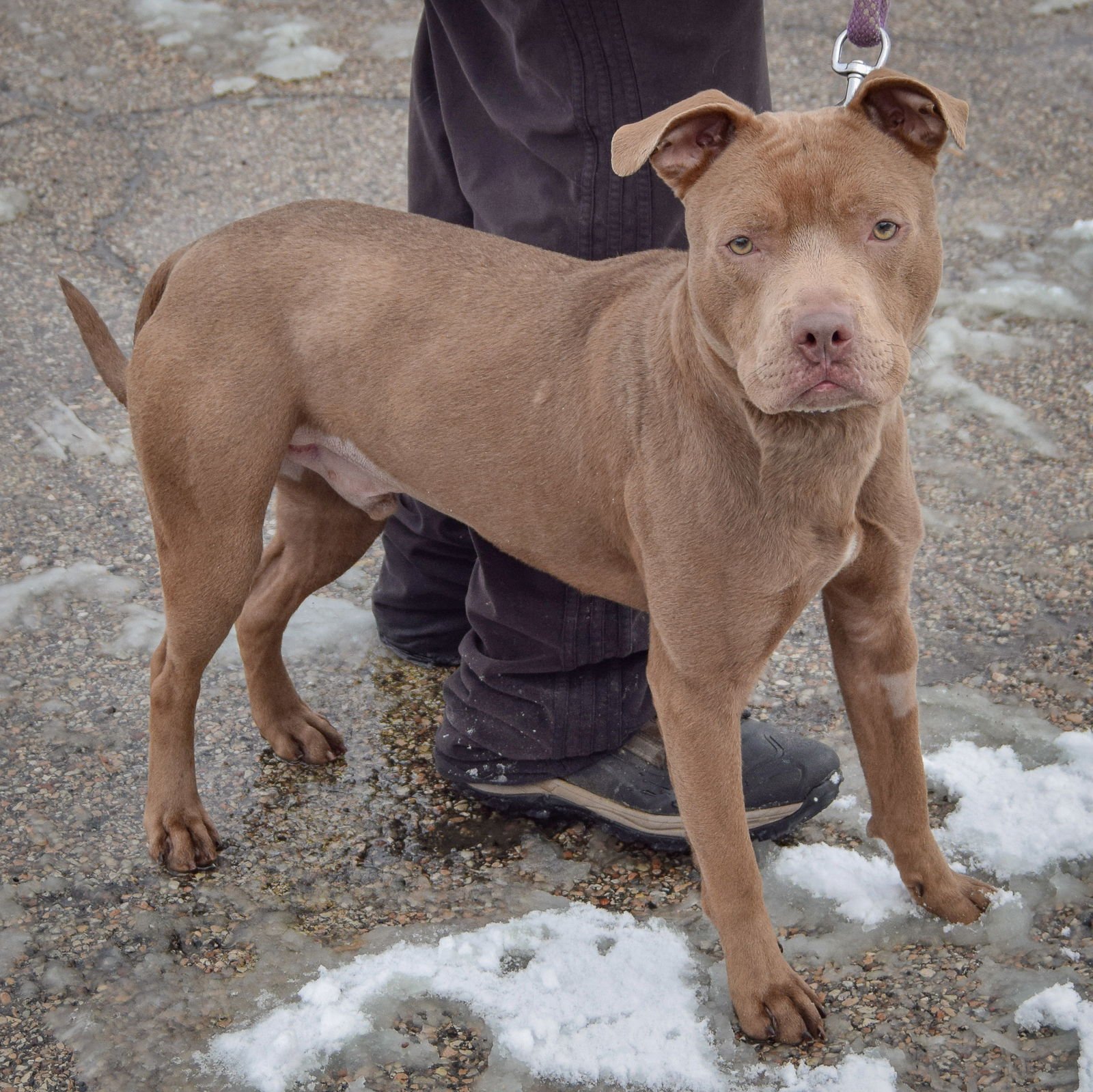 STANLEY - American Staffordshire Terrier / Shar Pei available for adoption