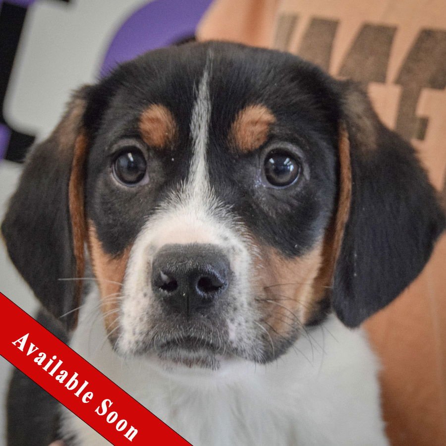 ABE - Beagle / Basset Hound available for adoption