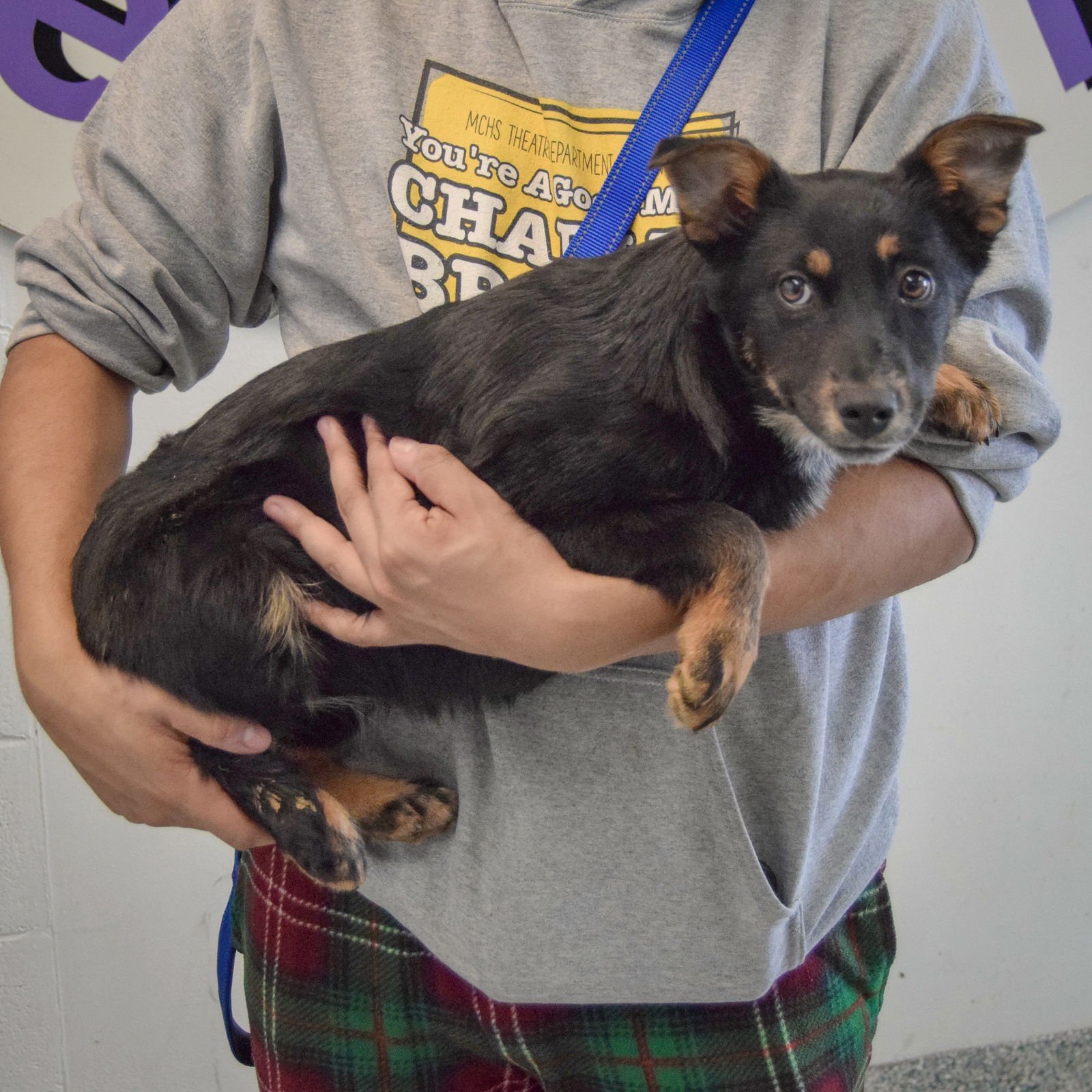 SISSY - German Shepherd Dog / Black Labrador Retriever available for adoption