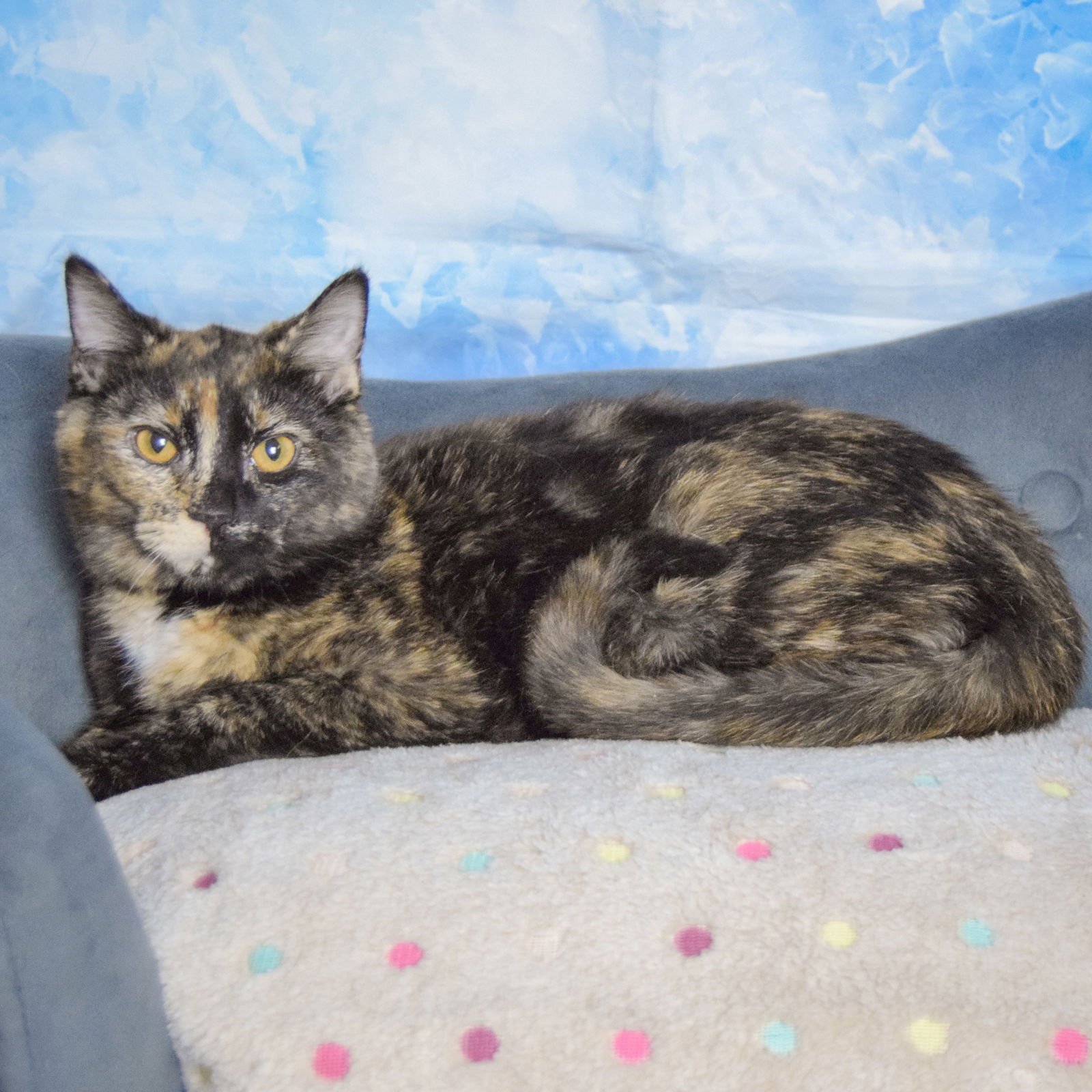 CLARA - Tortoiseshell / Domestic Short Hair available for adoption
