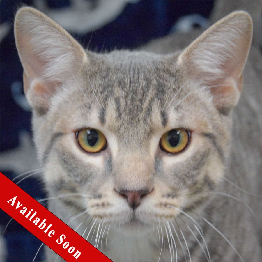 NOODLE - Tabby / Domestic Short Hair available for adoption