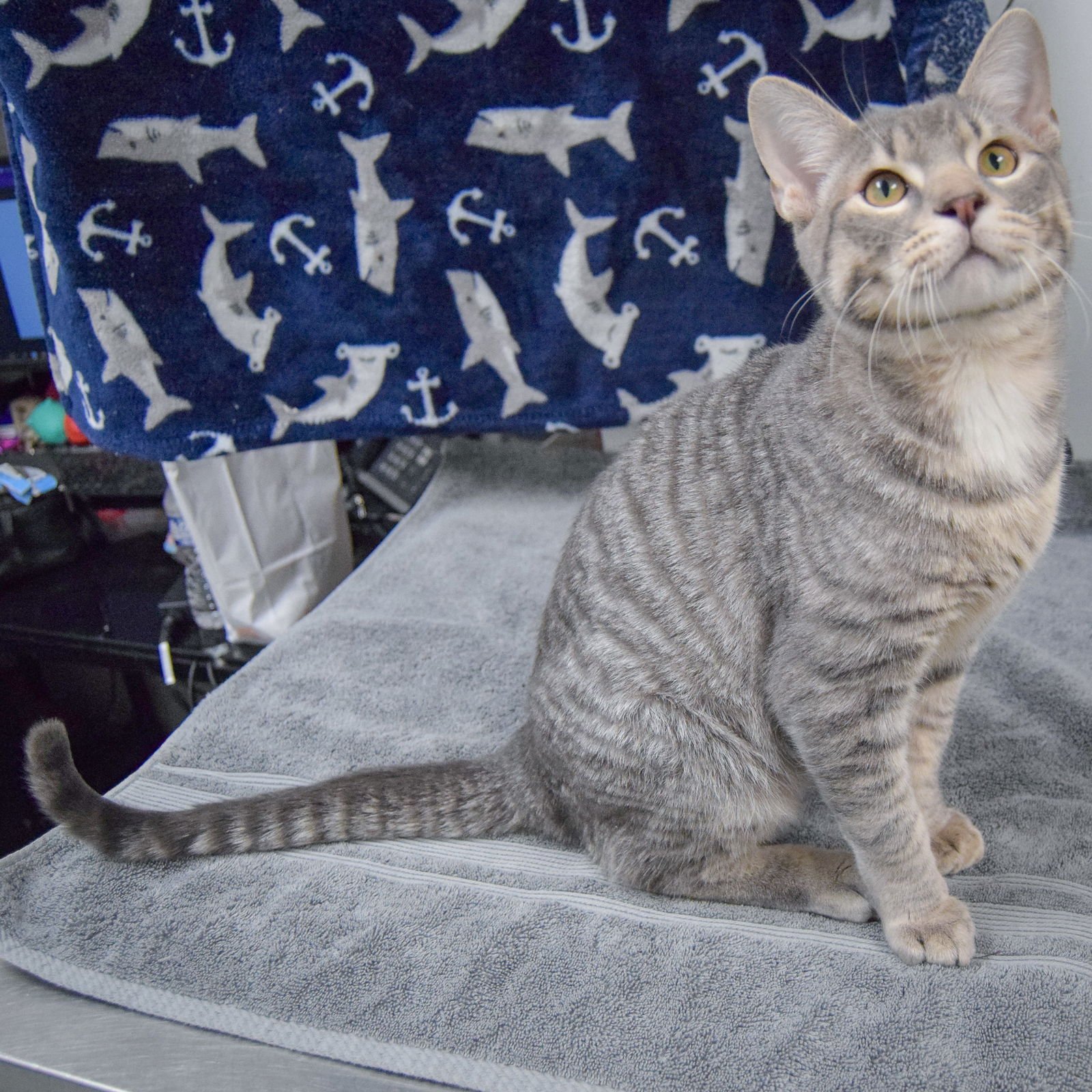 NOODLE - Tabby / Domestic Short Hair available for adoption