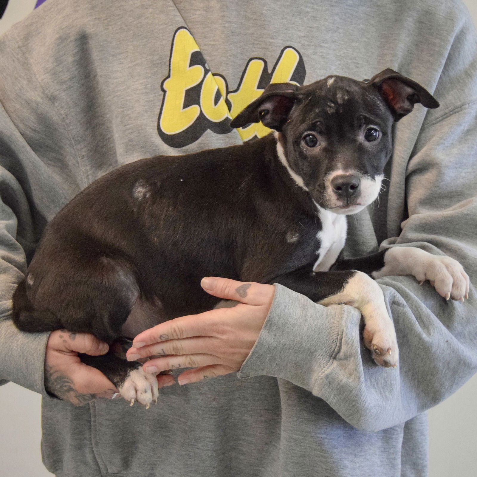 DARLA - American Staffordshire Terrier / American Bulldog available for adoption