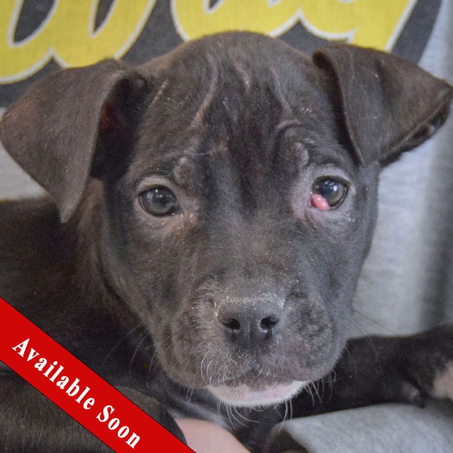 CLAIRE BEAR - American Staffordshire Terrier / Boxer available for adoption