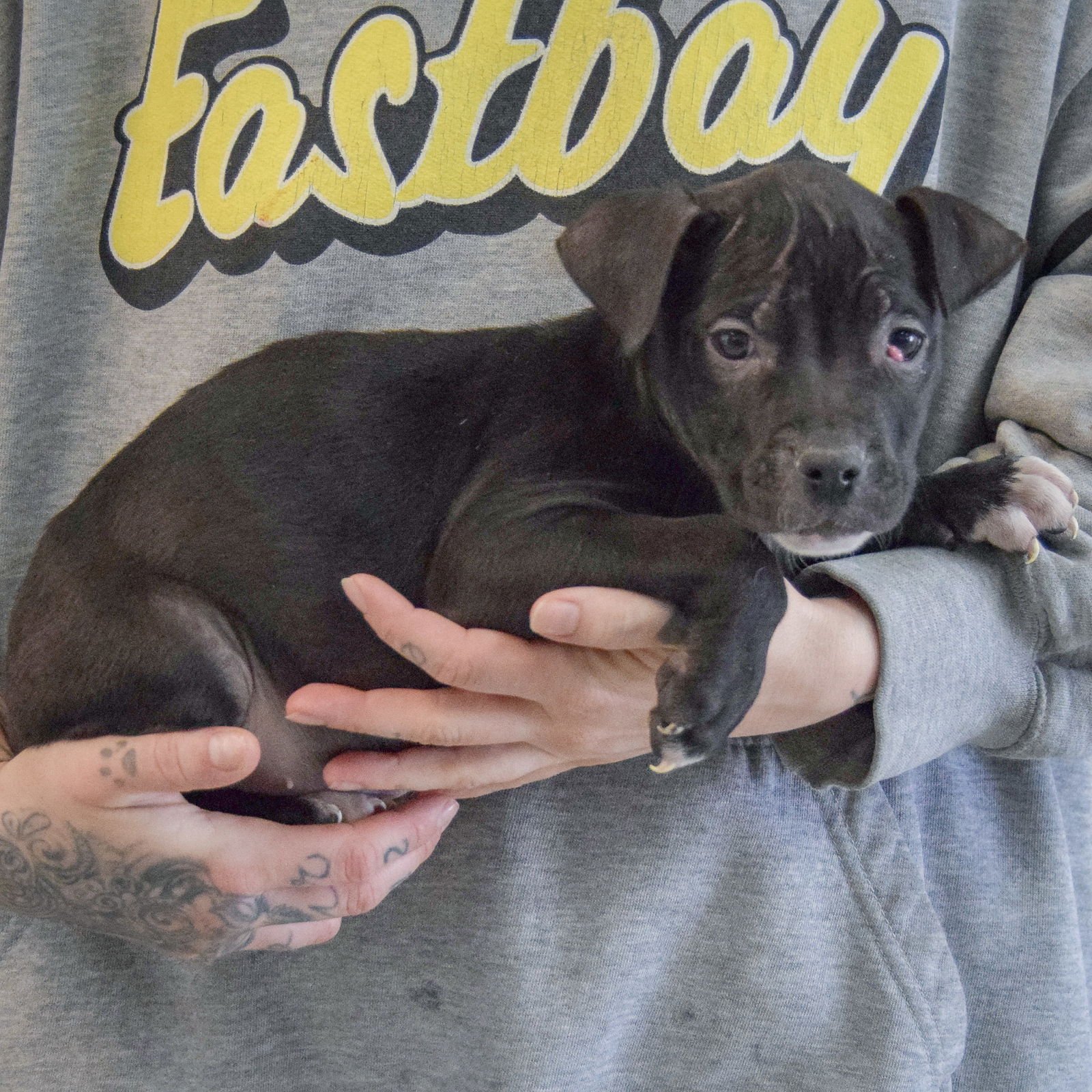 CLAIRE BEAR - American Staffordshire Terrier / Boxer available for adoption