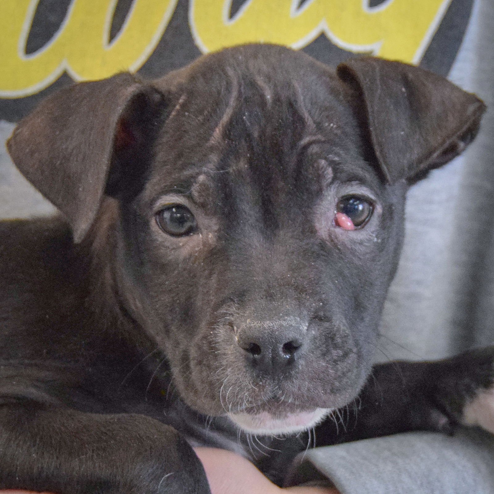 Claire Bear - Photo 6