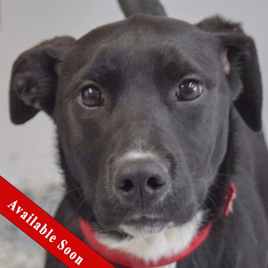 STACEY - Labrador Retriever / Border Collie available for adoption