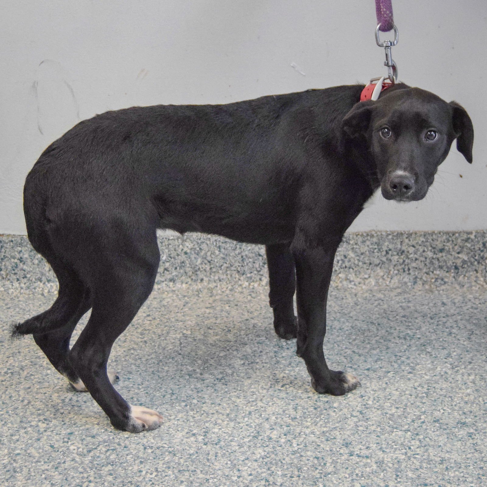 STACEY - Labrador Retriever / Border Collie available for adoption