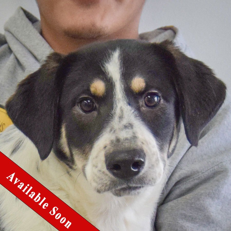 BRISCOE - Great Pyrenees / Labrador Retriever available for adoption