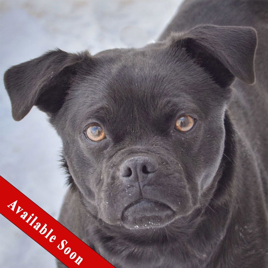 PEEP - Pug / Beagle available for adoption