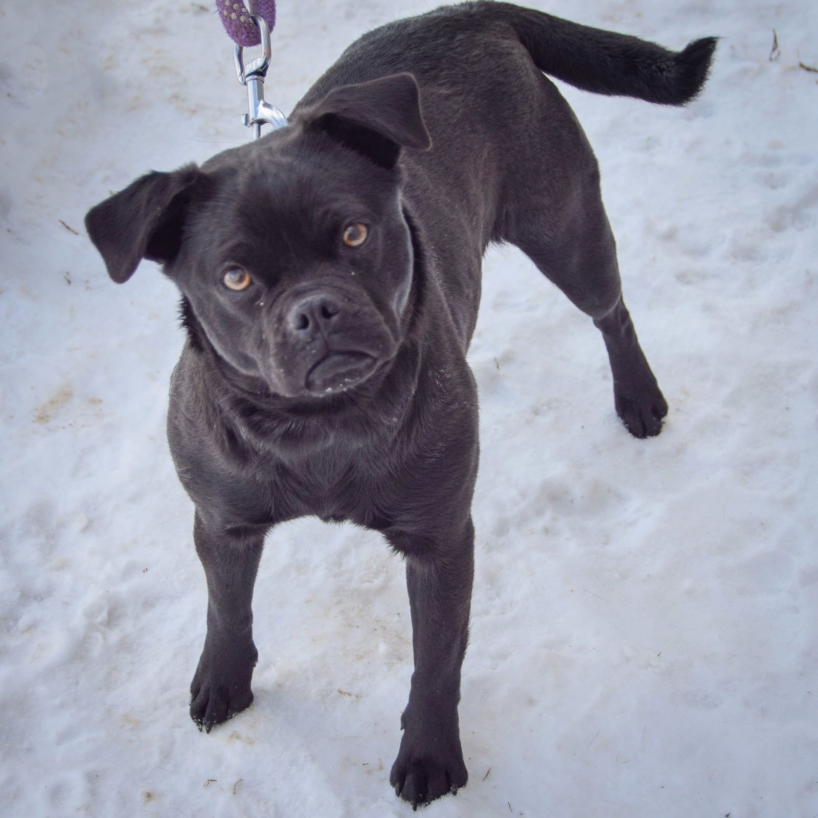 PEEP - Pug / Beagle available for adoption