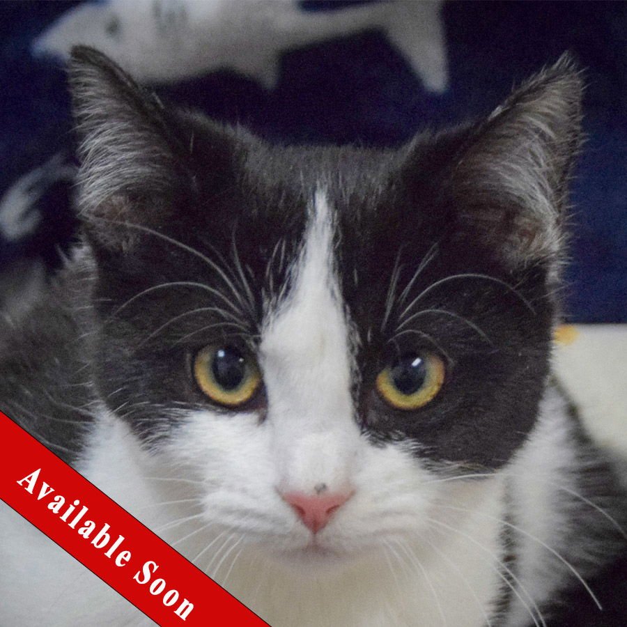 CINDERELLA - Tuxedo / Domestic Short Hair available for adoption